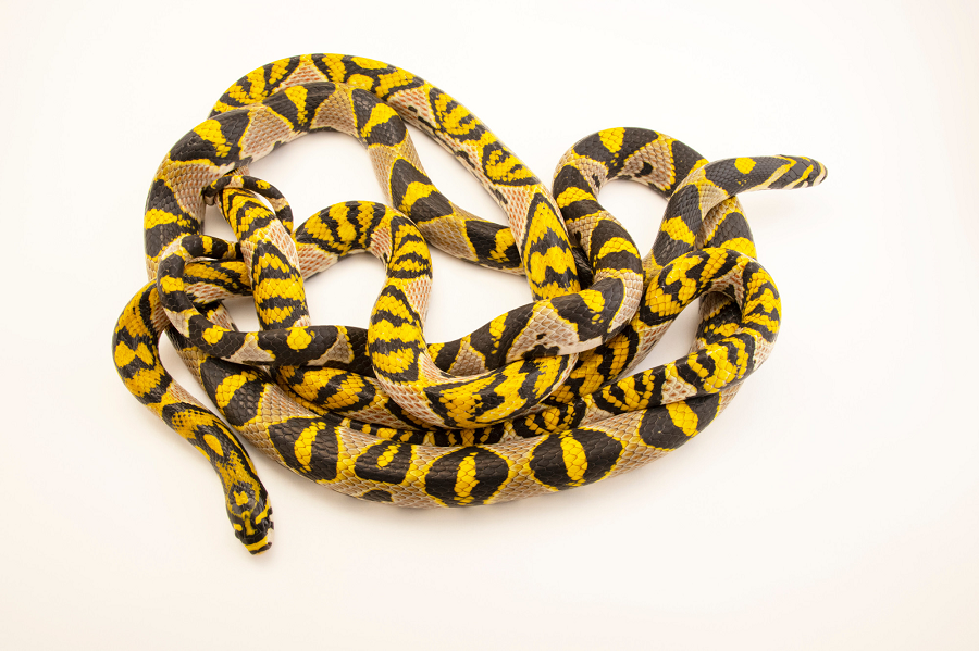 Rắn sọc quan, với tên khoa học Euprepiophis mandarinus, là một loài rắn đặc hữu của châu Á, phân bố tại Việt Nam, Trung Quốc, Đài Loan, Ấn Độ, Lào, Myanmar, và Thái Lan.