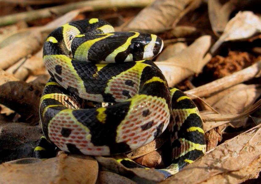 Điểm nổi bật của rắn sọc quan là lớp vảy với những hoa văn và màu sắc rực rỡ, phần lưng có dãy hình thoi nhiều màu sắc, nhìn xa giống như những con mắt, bụng màu vàng với các vết màu đen, xám so le nhau.