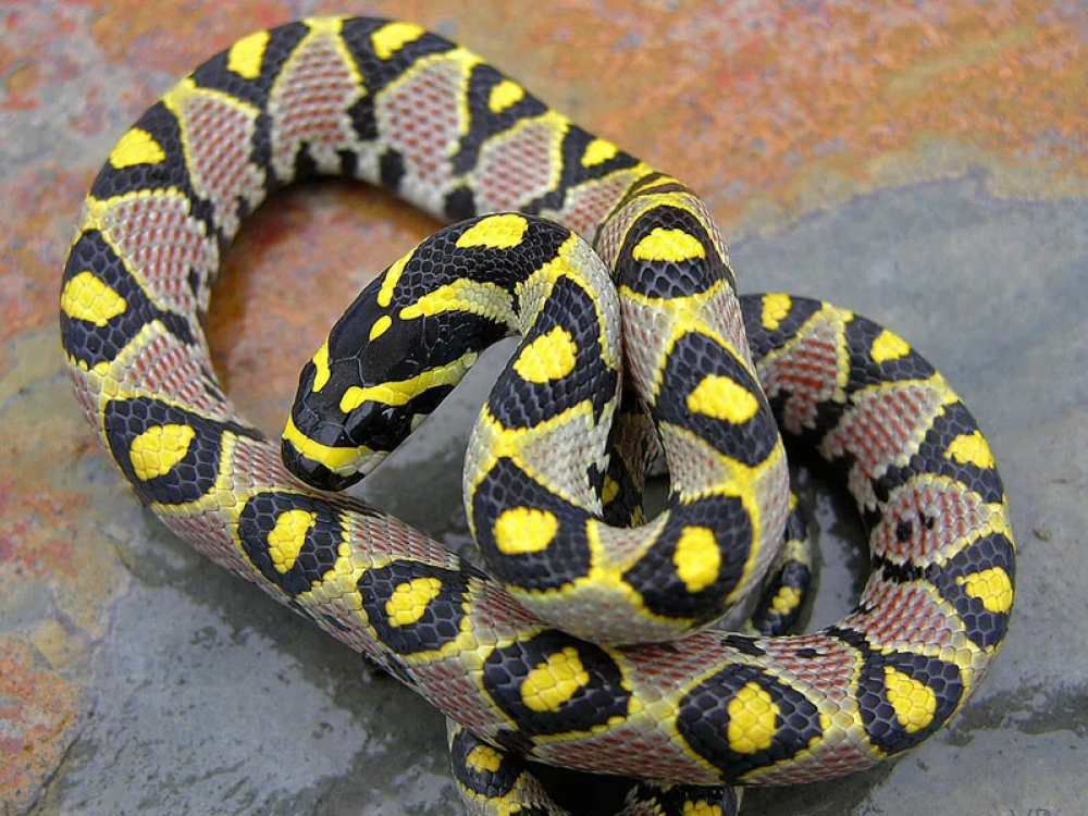 Mặc dù sở hữu vẻ ngoài sặc sỡ, loài rắn này không có nọc độc và rất hiền lành, nhút nhát, luôn tìm cách lẩn trốn con người, do đó được nhiều người yêu thích động vật chọn làm vật nuôi trong nhà.