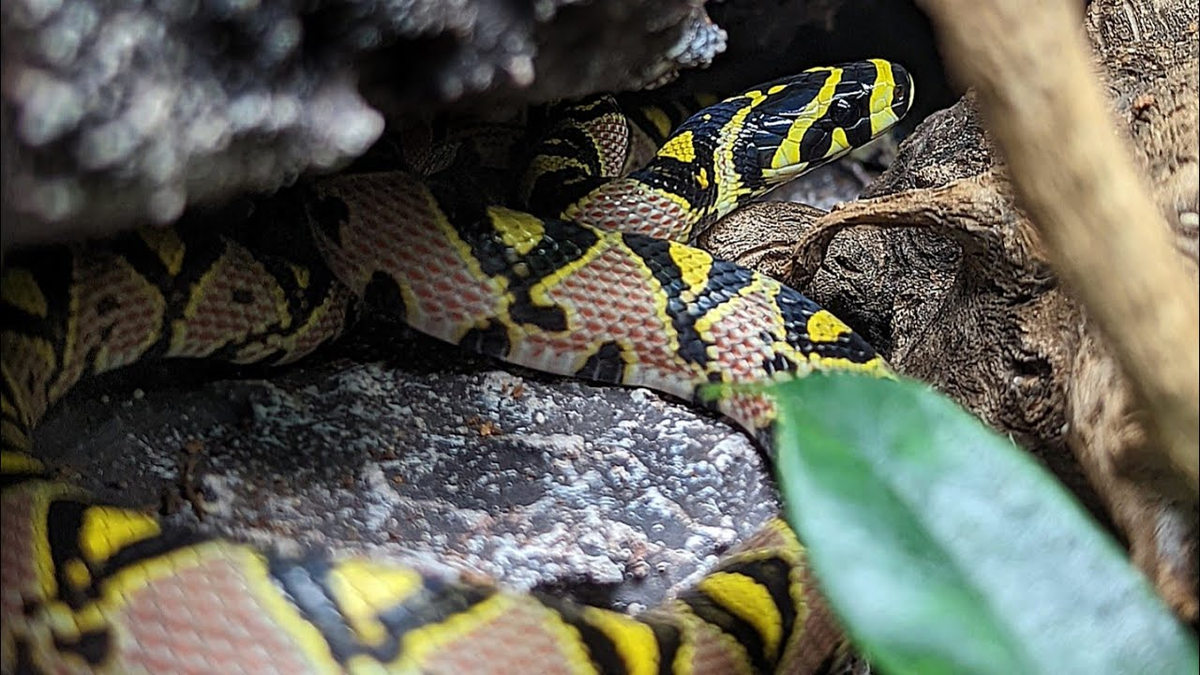 Tuy nhiên, rắn sọc quan đang phải đối mặt với tình trạng mất môi trường sống và bị săn bắt quá mức để làm vật nuôi, khiến số lượng ngoài tự nhiên giảm sút nghiêm trọng.