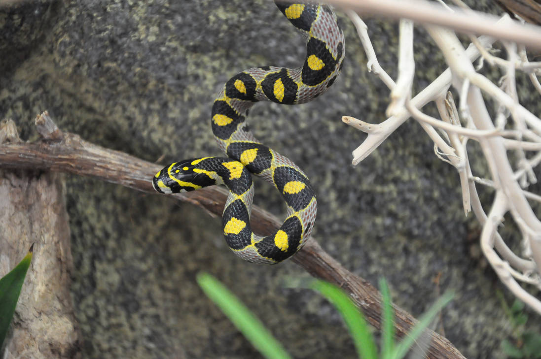 Rắn sọc quan đã được đưa vào Sách đỏ Việt Nam, cấm mọi hành vi săn bắt và buôn bán để bảo vệ số lượng ngoài tự nhiên.