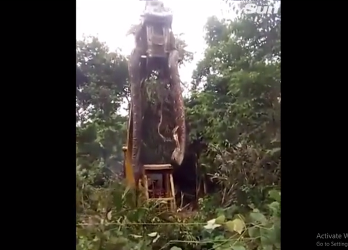 Trong một trường hợp khác, các công nhân đang phát quang rừng nhiệt đới ở Dominica đã "đụng trúng" một con trăn khổng lồ dài hơn 3 mét. Nhân viên cứu hộ cố gắng đưa con trăn vào cốp ô tô, kích thước của nó to đến mức cần ba người để nâng.