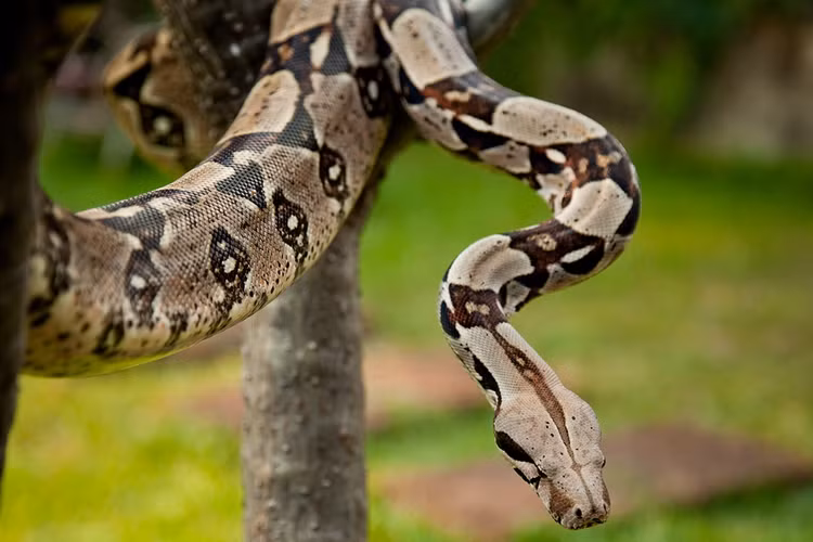 Da loài này có hoa văn và màu sắc rất nổi bật với 10 phân loài hiện đang được công nhận.