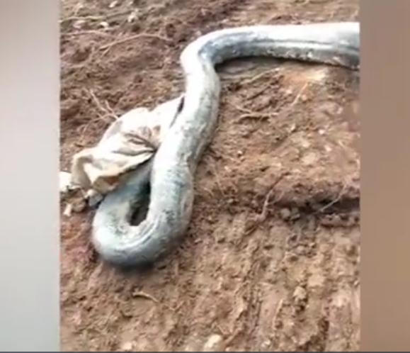 Con trăn sau đó được thả vào phần sâu hơn của khu rừng. Một công nhân tên Mahkota Ratu chia sẻ, trăn thường xuất hiện ở khu vực này, nhưng đây là con lớn nhất mà họ từng thấy.