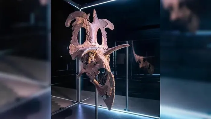 Đặc điểm độc đáo của loài này bao gồm việc thiếu một chiếc sừng ở mũi, nhưng lại có cặp sừng dài kiểu thần Loki trên đỉnh đầu và một cặp sừng thứ ba ngự trên chóp của cấu trúc dạng diềm xếp nếp khổng lồ quanh đầu.