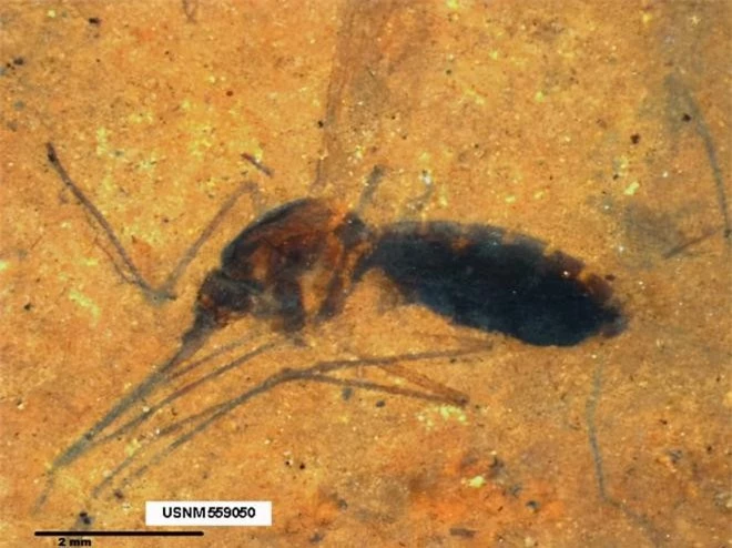 Khả năng hồi sinh khủng long gặp phải một thách thức khoa học rất lớn: khôi phục DNA của loài khủng long. Trong bộ phim, DNA của khủng long được bảo quản trong hổ phách từ một con muỗi cổ đại. Tuy nhiên, các nghiên cứu thực tế cho thấy, khả năng này rất ít xảy ra. Những hóa thạch muỗi cổ đại chứa máu, có niên đại khoảng 46 triệu năm, xuất hiện rất hiếm hoi và không đủ cổ xưa để chứa DNA khủng long.