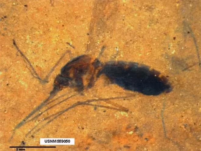 Khả năng hồi sinh khủng long gặp phải một thách thức khoa học rất lớn: khôi phục DNA của loài khủng long. Trong bộ phim, DNA của khủng long được bảo quản trong hổ phách từ một con muỗi cổ đại. Tuy nhiên, các nghiên cứu thực tế cho thấy, khả năng này rất ít xảy ra. Những hóa thạch muỗi cổ đại chứa máu, có niên đại khoảng 46 triệu năm, xuất hiện rất hiếm hoi và không đủ cổ xưa để chứa DNA khủng long.