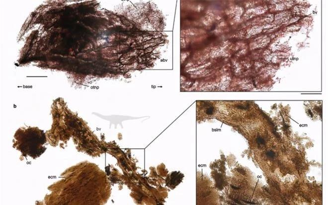Mặc dù có một số phát hiện về mô khủng long được bảo quản trong hóa thạch, điều này chỉ mang lại chút hy vọng cho khả năng hồi sinh. Hiện nay, các nhà khoa học đã tìm thấy mô mềm chứa protein trong hóa thạch khủng long, nhưng việc tái tạo DNA từ đó vẫn là một thách thức khổng lồ.
