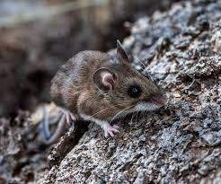 Năm 2014, nghiên cứu từ Bỉ đề xuất Hantavirus, do loài gặm nhấm truyền bệnh, có thể là nguyên nhân. Tuy nhiên, do thiếu mẫu bệnh phẩm, nguyên nhân chính xác của căn bệnh vẫn là bí ẩn sau hơn 500 năm.
