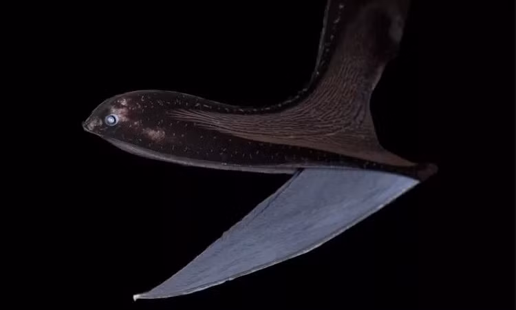 6. Cá chình bồ nông: Cá chình bồ nông (Eurypharynx pelecanoides) sống dưới đáy đại dương, ở độ sâu khoảng 3.000 mét. Khi cần thiết, miệng của nó có thể mở rộng với diện tích gấp năm lần cơ thể, giúp chúng săn mồi hiệu quả.