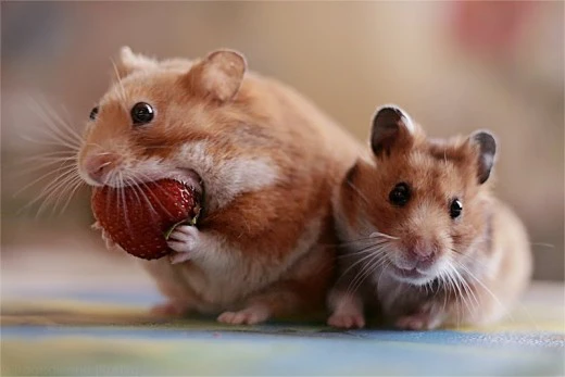 1. Chuột Hamster: Là một trong những loài động vật có miệng rộng nhất hành tinh, Chuột hamster có phần má hoạt động như những chiếc túi lớn, có thể chứa tới 20% trọng lượng cơ thể. Khả năng này giúp hamster dự trữ thức ăn hiệu quả để sử dụng trong những lúc cần thiết.