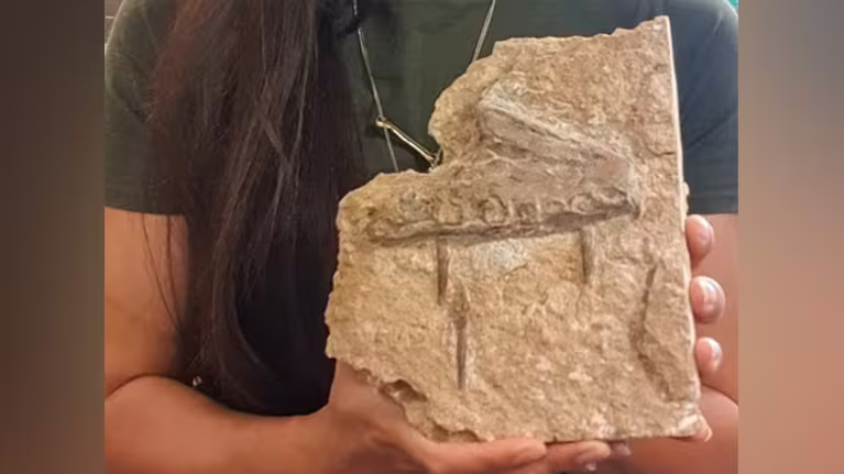 Những mẫu vật khai quật bao gồm toàn bộ hàm dưới, chóp hàm trên, 43 chiếc răng, đốt sống, xương sườn, xương cánh và một phần của chân. Đặc biệt, xương họng rất mỏng và mảnh, gợi ý về chiếc lưỡi “cơ bắp” giúp chúng dễ dàng bắt và ăn các loài cá và động vật thân mềm.