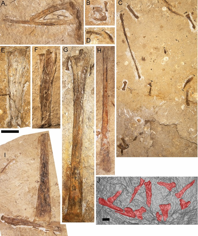 Các nhà khoa học tại Đại học Curtin, Australia, đã công bố hóa thạch của loài thằn lằn bay mới, Haliskia peterseni, với niên đại khoảng 100 triệu năm. Sải cánh dài khoảng 4,6m, loài bò sát bay khổng lồ trong thời kỳ khủng long này được coi là kẻ săn mồi đáng gờm.