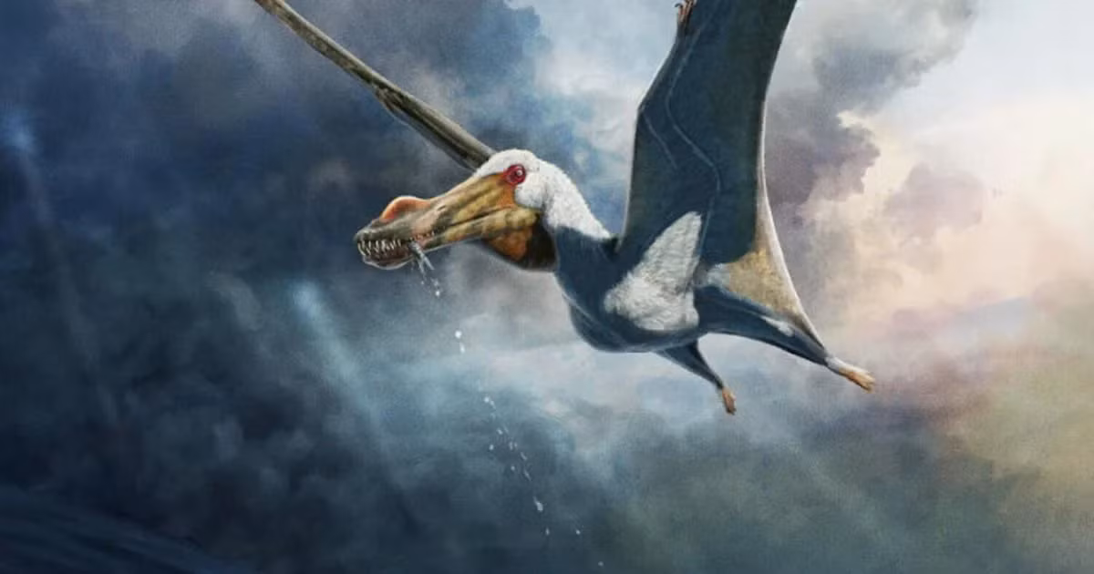 Tiến sĩ Pentland cho biết, các mẫu vật này cung cấp bộ xương hoàn chỉnh nhất của loài thuộc nhóm Anhanguera từng được phát hiện tại Australia. Phát hiện này không chỉ mở rộng hiểu biết về đa dạng sinh học và tiến hóa của loài thằn lằn bay cổ đại mà còn cung cấp cái nhìn sâu sắc về môi trường sống và thói quen ăn uống của chúng.