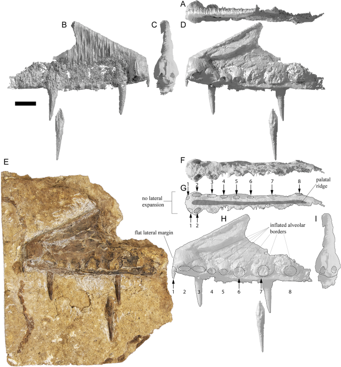 Với hình dạng hộp sọ, sự sắp xếp của răng và cấu trúc xương vai đặc biệt, nhóm nghiên cứu do Nghiên cứu sinh Tiến sĩ Adele Pentland dẫn đầu đã xác định mẫu vật thuộc về loài Haliskia peterseni, một chi mới thuộc nhóm Anhanguera - những thằn lằn bay khổng lồ từng tồn tại trên khắp hành tinh.