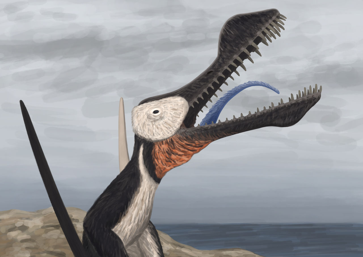 Năm 2021, ông Kevin Petersen, phụ trách bảo tàng hóa thạch biển Kronosaurus Korner ở Queensland, đã khai quật các mẫu hóa thạch quý giá này ở phía Tây bang Queensland.