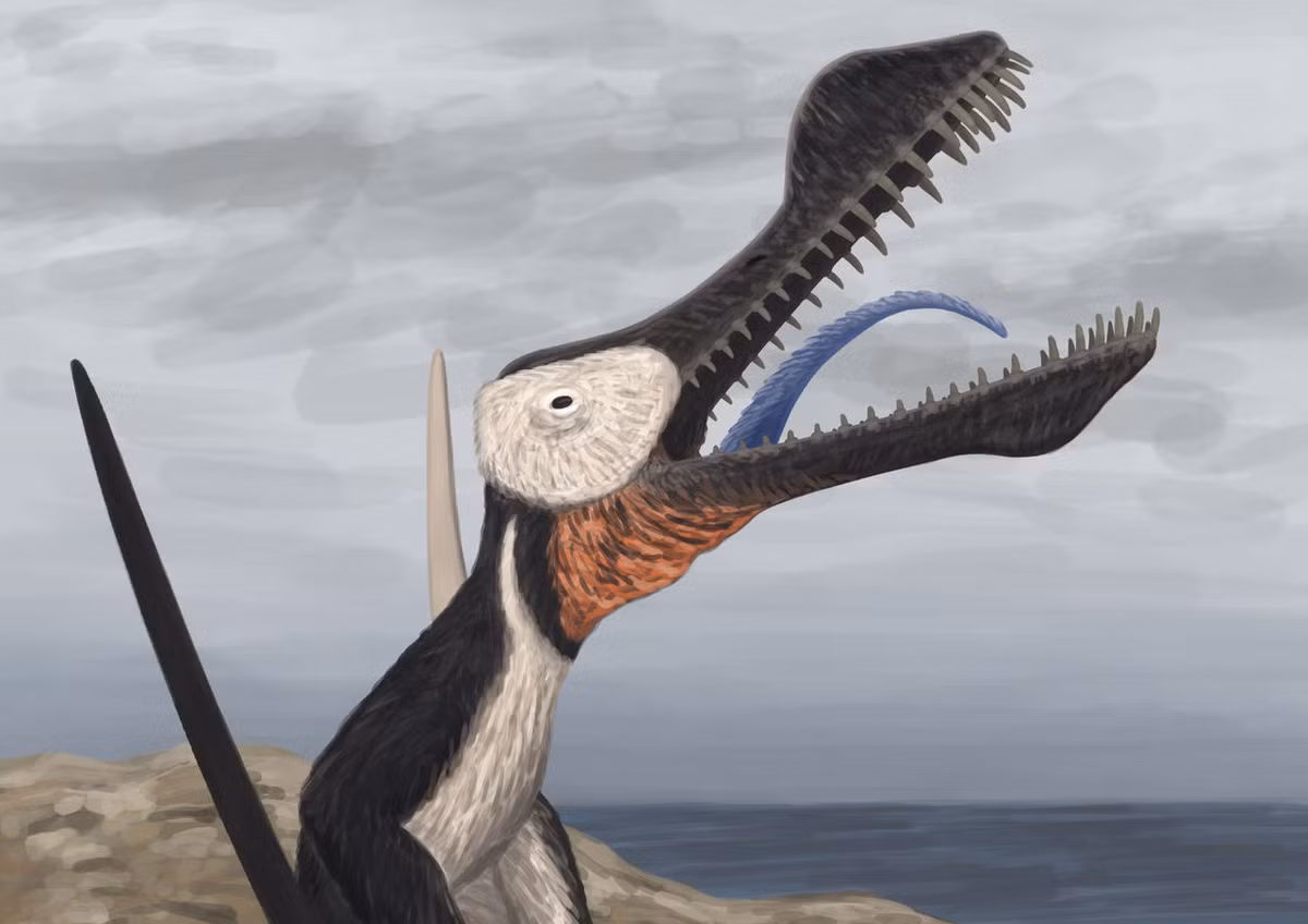 Năm 2021, ông Kevin Petersen, phụ trách bảo tàng hóa thạch biển Kronosaurus Korner ở Queensland, đã khai quật các mẫu hóa thạch quý giá này ở phía Tây bang Queensland.