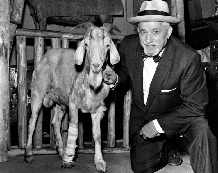 5. Lời nguyền của Dê Billy: Năm 1945, Billy Sianis và chú dê của ông bị đuổi khỏi trận đấu World Series của đội Chicago Cubs. Sianis đã nguyền rủa đội bóng rằng họ sẽ không bao giờ giành chức vô địch nữa. Cubs gặp chuỗi thất bại kéo dài đến năm 1967.