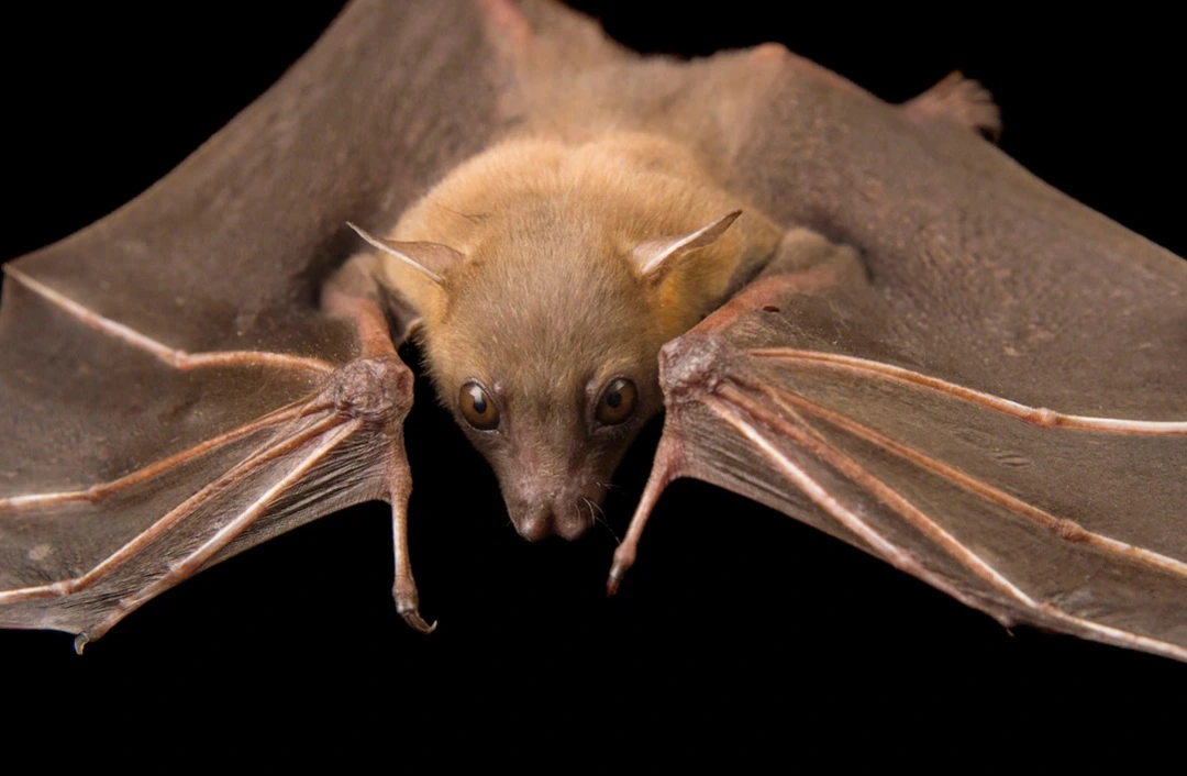 5. Dơi: Chuyên gia định vị. Dơi sử dụng định vị bằng tiếng vang để điều hướng trong bóng đêm, tương tự như cách cá heo sử dụng dưới nước.