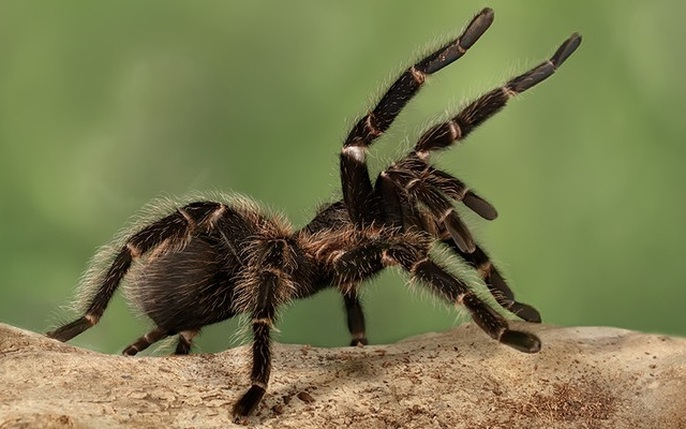 3. Nhện: Khe cảm giác. Nhện có các khe cảm giác giúp chúng cảm nhận những chuyển động nhỏ nhất xung quanh. Những cơ quan này cung cấp thông tin chi tiết về trọng lượng, kích thước và hình dạng của các vật thể chuyển động trong khu vực lân cận.