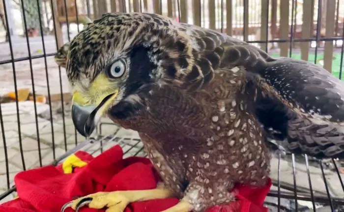 Một người dân ở TP.Hà Tĩnh đã phát hiện một con diều hoa Miến Điện bị thương và mang về nhà chăm sóc. Sau khi biết rằng đây là loài động vật quý hiếm cần bảo tồn, người này đã liên hệ với cơ quan chức năng để bàn giao.