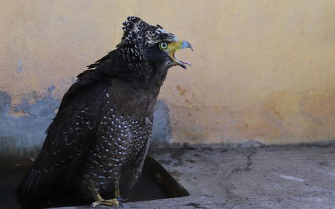 Việc thả cá thể diều hoa Miến Điện về rừng tự nhiên là một việc quan trọng trong công tác bảo tồn động vật hoang dã và duy trì sự đa dạng sinh học trong môi trường tự nhiên. Đây cũng là minh chứng cho sự hợp tác tích cực giữa cộng đồng và các đơn vị chức năng trong việc bảo vệ và quản lý nguồn lợi thiên nhiên.