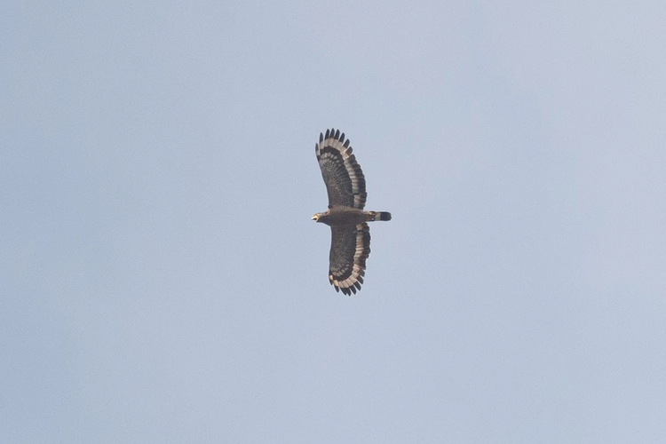 Thời gian sinh sản của diều hoa Miến Điện bắt đầu vào cuối Đông hàng năm, khi chim cái ấp trứng trong tổ và con đực đi kiếm thức ăn để nuôi gia đình. Tổ của chúng được xây mới mỗi năm, thường dọc theo các cây ven sông.