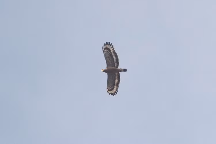 Thời gian sinh sản của diều hoa Miến Điện bắt đầu vào cuối Đông hàng năm, khi chim cái ấp trứng trong tổ và con đực đi kiếm thức ăn để nuôi gia đình. Tổ của chúng được xây mới mỗi năm, thường dọc theo các cây ven sông.