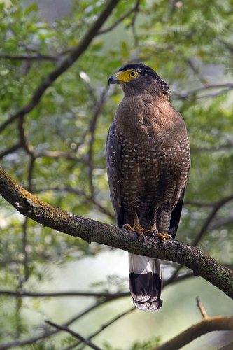 Diều hoa Miến Điện (Spilornis cheela), còn được biết đến là Ó hoa Miến Điện, là một loài chim quý hiếm thuộc Họ Ưng (Accipitridae), sống chủ yếu tại các khu rừng nhiệt đới ở châu Á.