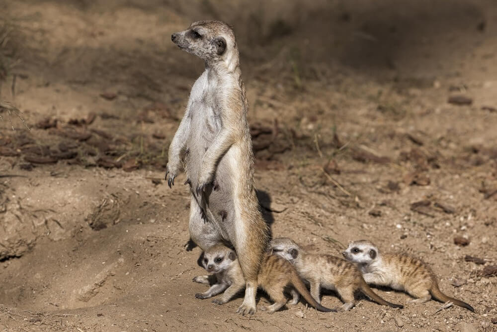 7. Meerkat: Dạy dỗ và bảo vệ: Meerkat mẹ và các thành viên trong đàn kiên nhẫn dạy con cách xử lý bọ cạp độc, nguồn thức ăn chính của chúng. Meerkat mẹ sẽ bảo vệ con non khỏi nguy hiểm và hướng dẫn chúng từ những bước đầu tiên. Khi gặp nguy hiểm, mẹ Meerkat sẽ gom các con non lại và che chắn cho chúng bằng thân mình.