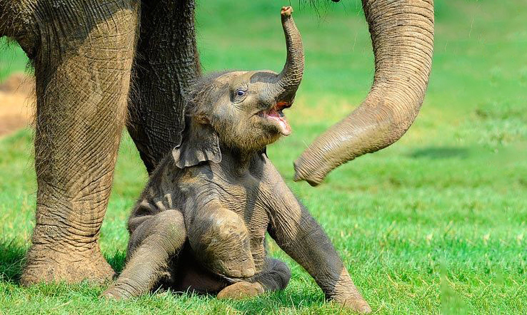 8. Voi: Chăm sóc cả đàn: Voi mẹ là những bà mẹ vĩ đại trong thế giới động vật, mang thai suốt 22 tháng và chăm sóc con non với sự giúp đỡ của cả đàn. Voi con khi sinh ra đã nặng gần 100kg và cần sự chăm sóc đặc biệt từ mẹ và các thành viên khác trong đàn. Voi mẹ không chỉ bảo vệ mà còn dạy dỗ con non từ những ngày đầu tiên.