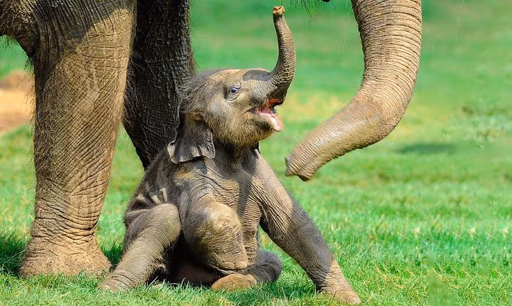 8. Voi: Chăm sóc cả đàn: Voi mẹ là những bà mẹ vĩ đại trong thế giới động vật, mang thai suốt 22 tháng và chăm sóc con non với sự giúp đỡ của cả đàn. Voi con khi sinh ra đã nặng gần 100kg và cần sự chăm sóc đặc biệt từ mẹ và các thành viên khác trong đàn. Voi mẹ không chỉ bảo vệ mà còn dạy dỗ con non từ những ngày đầu tiên.