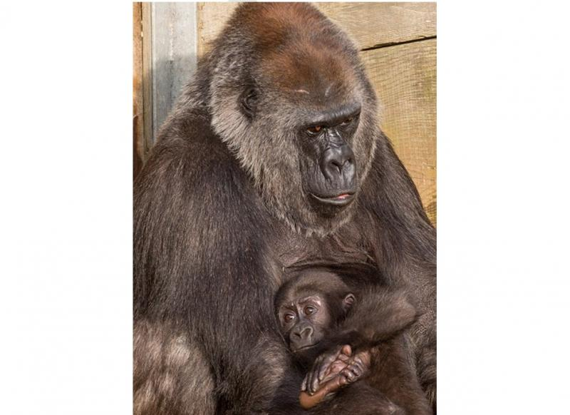 6. Khỉ đột: Chăm sóc từng ly từng tí. Khỉ đột mẹ không chỉ chăm sóc mà còn luôn kề cận con non cho đến khi chúng có thể tự lập. Tại Vườn thú Bristol, Anh, khỉ đột con Afia được khỉ đột mẹ nuôi Romina chăm sóc sau khi mẹ ruột của Afia gặp vấn đề sức khỏe. Hình ảnh Romina yêu thương và bảo vệ Afia đã khiến nhiều người xúc động.