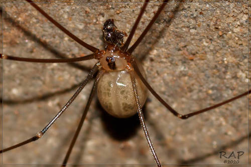 5. Nhện: Bảo vệ con đến cùng: Nhện mẹ Nam Mỹ, loài Mesabolivar Aurantiacus, giữ túi trứng trong hàm cho đến khi trứng nở. Nhện sói cái sẽ gắn túi trứng vào bộ phận nhả tơ của mình và bảo vệ chúng quyết liệt. Khi trứng nở, nhện con trèo lên lưng mẹ và được mẹ bảo vệ cho đến khi chúng đủ lớn để tự di chuyển.