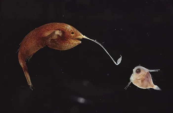 Loài cá này có màu sắc đa dạng, từ xám tới nâu và có chiều dài cơ thể từ 20 - 100cm.