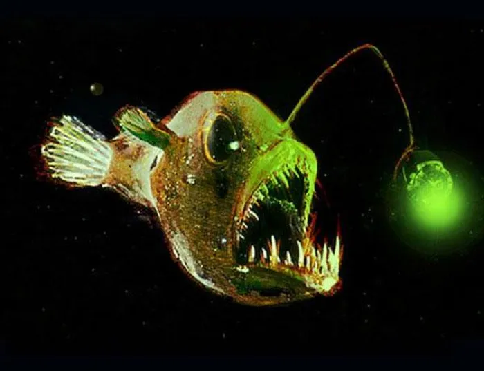 Cá cần câu hay cá Wolftrap (Anglerfishes) thuộc họ cá xương Lophiiformes.