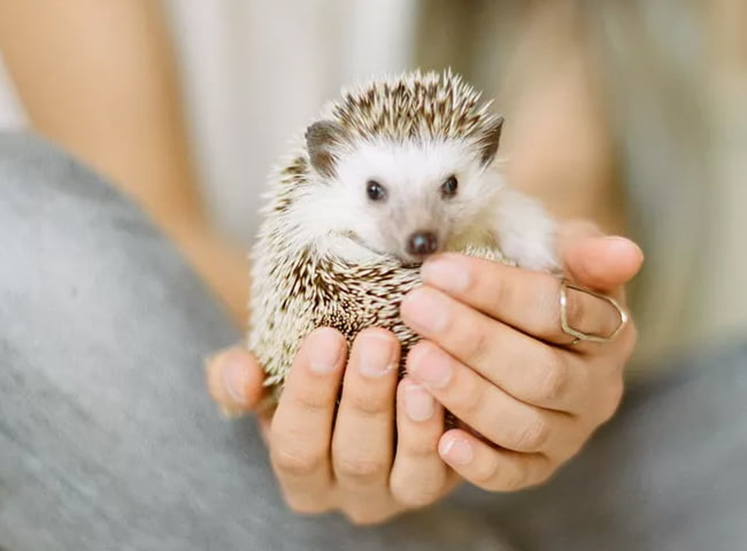 Trong số đó, có hai loài hoàn toàn mới: H. macarong ở miền Nam Việt Nam và H. vorax ở bắc Sumatra, Indonesia.