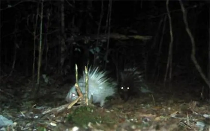 Phát hiện này tiếp tục mở ra những kiến thức mới về sự đa dạng của động vật trên thế giới.