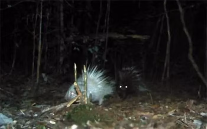 Phát hiện này tiếp tục mở ra những kiến thức mới về sự đa dạng của động vật trên thế giới.