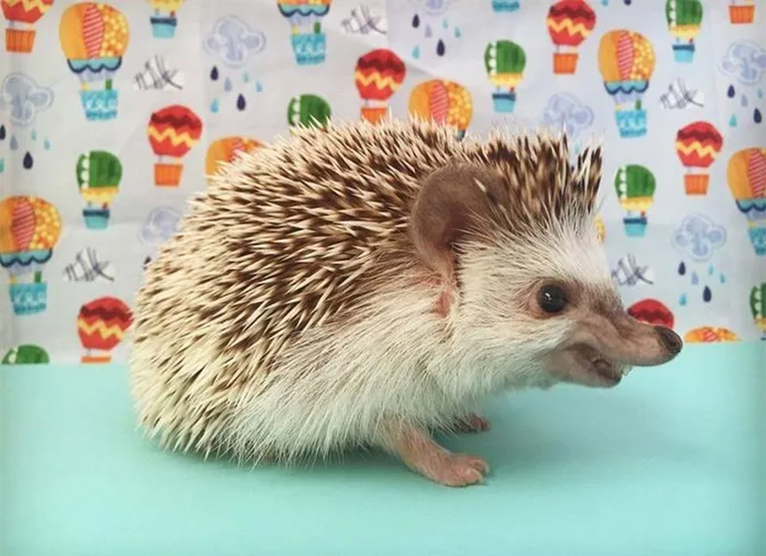 Loài này, được đặt tên là H. macarong, là một trong năm loài nhím lông mềm mới được xác định ở Đông Nam Á.