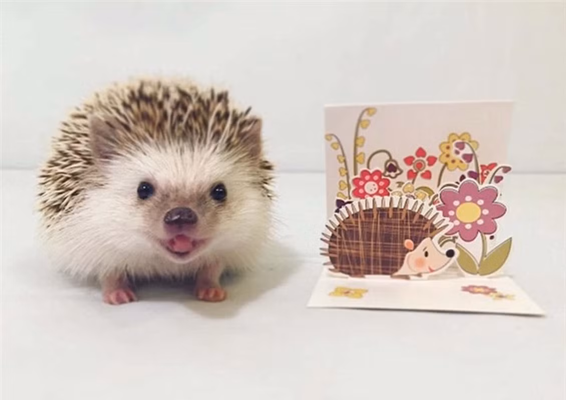 Khám phá này là kết quả của sự hợp tác quốc tế giữa nhiều tổ chức nghiên cứu và bảo tồn từ các nước khác nhau.