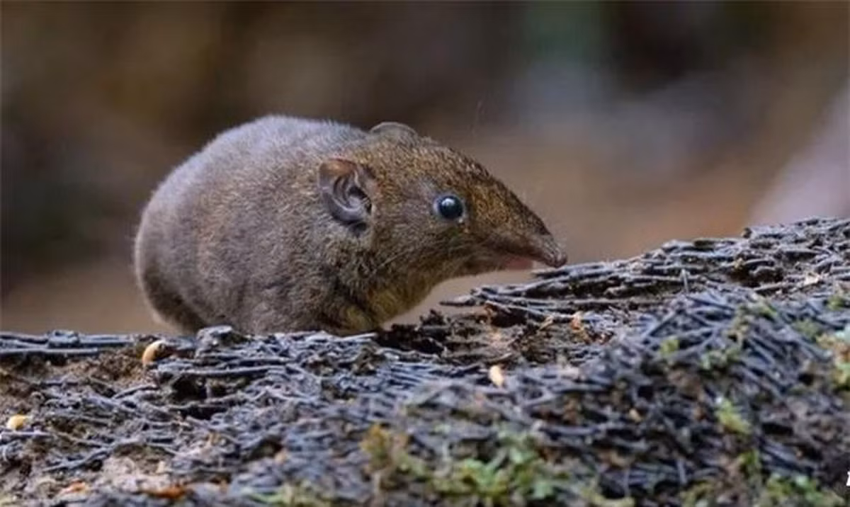 Gần đây, các nhà khoa học đã phát hiện một loài nhím mới ở Việt Nam với ngoại hình đặc biệt, được gọi là "nhím ma cà rồng" do có răng nanh dài như "ác quỷ" ma cà rồng trong truyền thuyết.