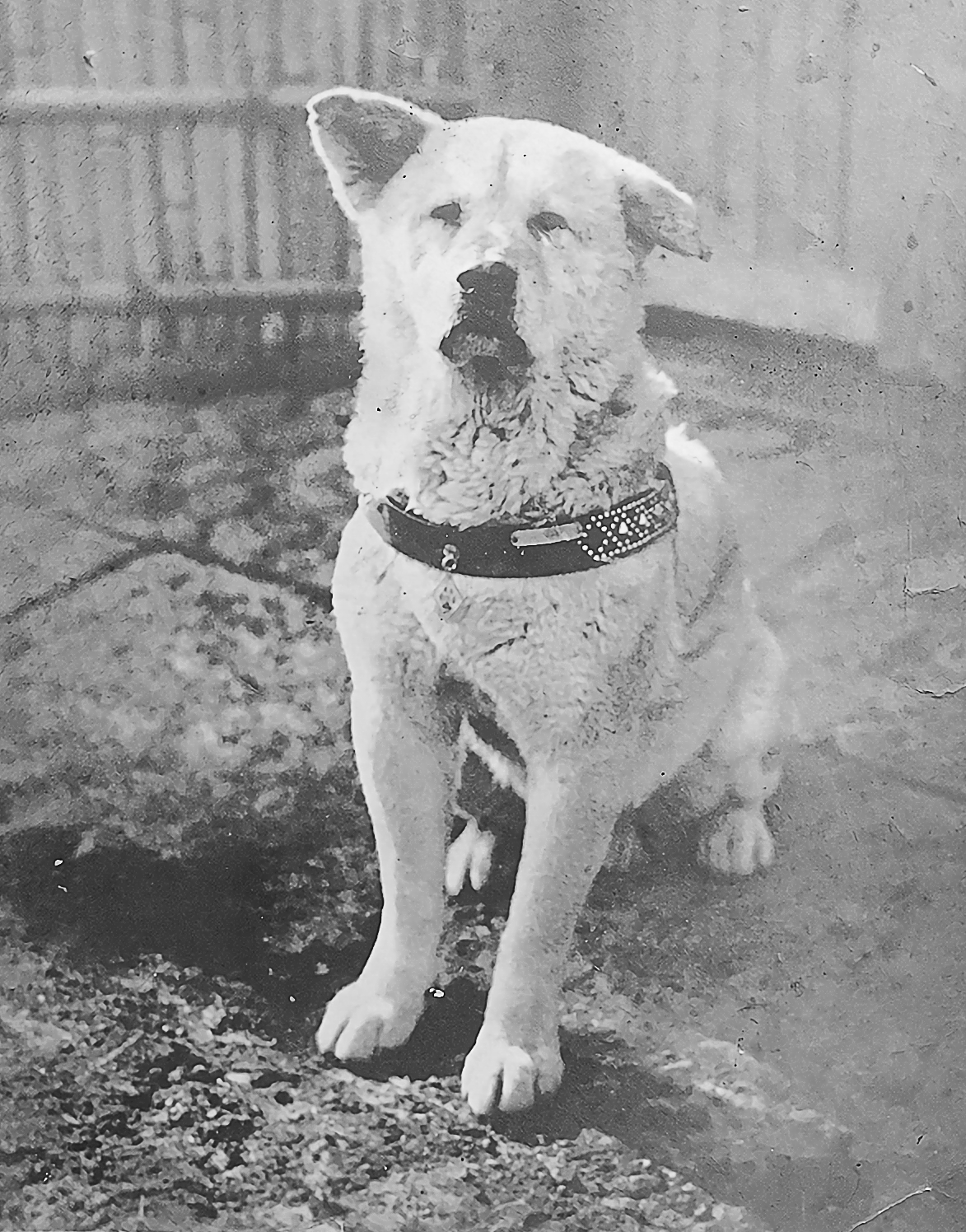Hachiko, chú chó trung thành ở Nhật Bản, cũng trở thành biểu tượng của lòng trung thành.