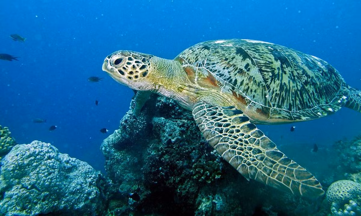 Theo các nhà nghiên cứu, khi trưởng thành, cá thể Vích nặng khoảng 90 kg, làm tổ quanh năm. Thời gian cao điểm làm tổ từ tháng 5 - 10 hàng năm. Đến mùa sinh sản, Vích di cư từ vùng kiếm ăn đến khu vực làm tổ. Thời kỳ giao phối của chúng diễn ra từ 1 - 2 tháng, trên đường di cư và trước khi đến các bãi biển để đẻ trứng.