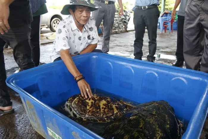 Khi mới tiếp nhận, các cá thể rùa đã mất bản năng săn mồi tự nhiên do được nuôi nhốt lâu ngày trong môi trường nước ngọt. Do đó, Chi cục Thủy sản đã bàn giao chúng cho Trạm Bảo tồn động vật hoang dã Dầu Tiếng để nuôi dưỡng, chăm sóc và thuần dưỡng.