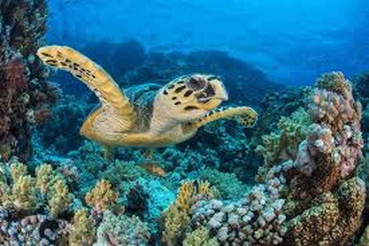 Việc con người săn bắt các quần thể đe dọa đồi mồi tuyệt chủng. Liên minh Bảo tồn Thiên nhiên Quốc tế xếp loại đồi mồi ở cấp cực kỳ nguy cấp. Công ước về thương mại quốc tế các loài động, thực vật hoang dã nguy cấp (CITES) cấm săn bắt và thương mại các sản phẩm từ đồi mồi vì mọi mục đích.