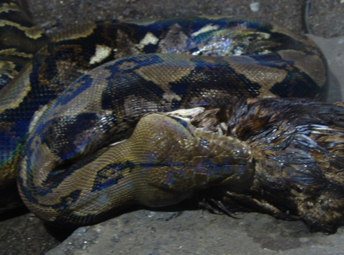 Bản thân trăn lưới không chủ động tấn công người, tuy nhiên nếu chúng bị kích động, sợ hãi hay lầm tưởng tay chân người là thức ăn thì chúng có thể cắn và siết người nuôi. Mặc dù không có nọc độc, vết cắn của những con trăn kích thước lớn cũng rất nghiêm trọng, nhiều khi vết cắn quá lớn đến mức buộc phải khâu lại.