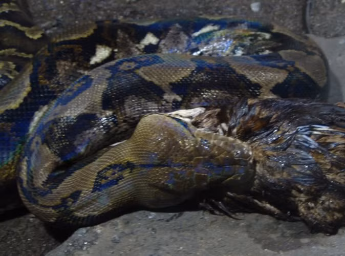 Bản thân trăn lưới không chủ động tấn công người, tuy nhiên nếu chúng bị kích động, sợ hãi hay lầm tưởng tay chân người là thức ăn thì chúng có thể cắn và siết người nuôi. Mặc dù không có nọc độc, vết cắn của những con trăn kích thước lớn cũng rất nghiêm trọng, nhiều khi vết cắn quá lớn đến mức buộc phải khâu lại.