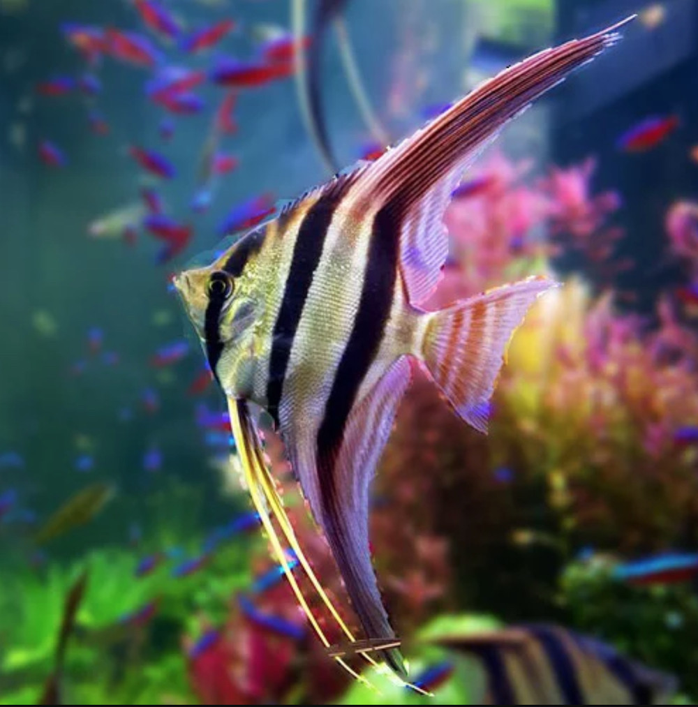 1. Altum Angel: Là một trong những con cá cảnh mà dân chơi kháo nhau phải sở hữu một lần trong đời. Altum Angel là loài cá thiên thần tuyệt đẹp nhưng khó nuôi do sự yếu ớt khi được vận chuyển.