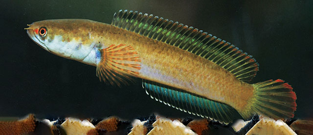 5. Channa orientalis: Loài cá nhỏ xinh đẹp, được tìm thấy trong môi trường tự nhiên tại Sri Lanka.